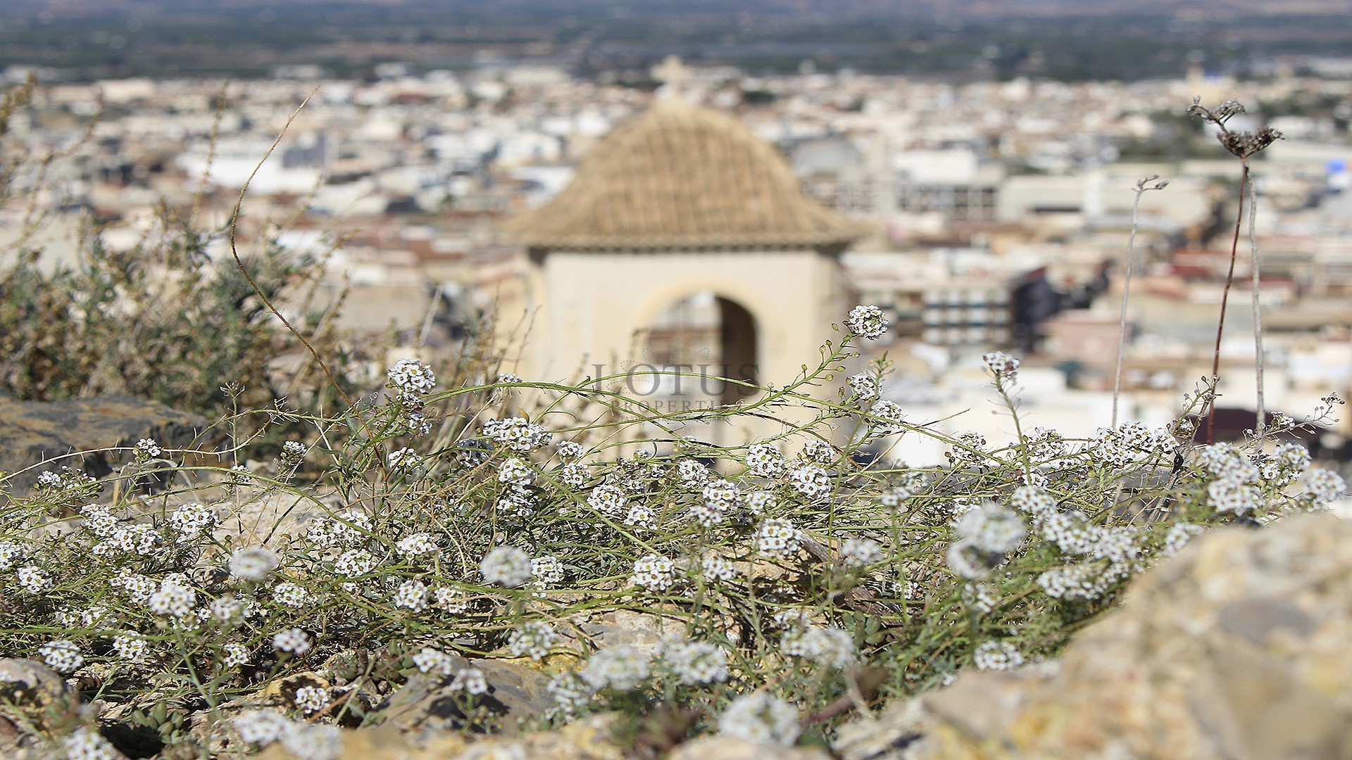 Townhouses with solarium and swimming pool in Cox - Alicante - Lotus Properties